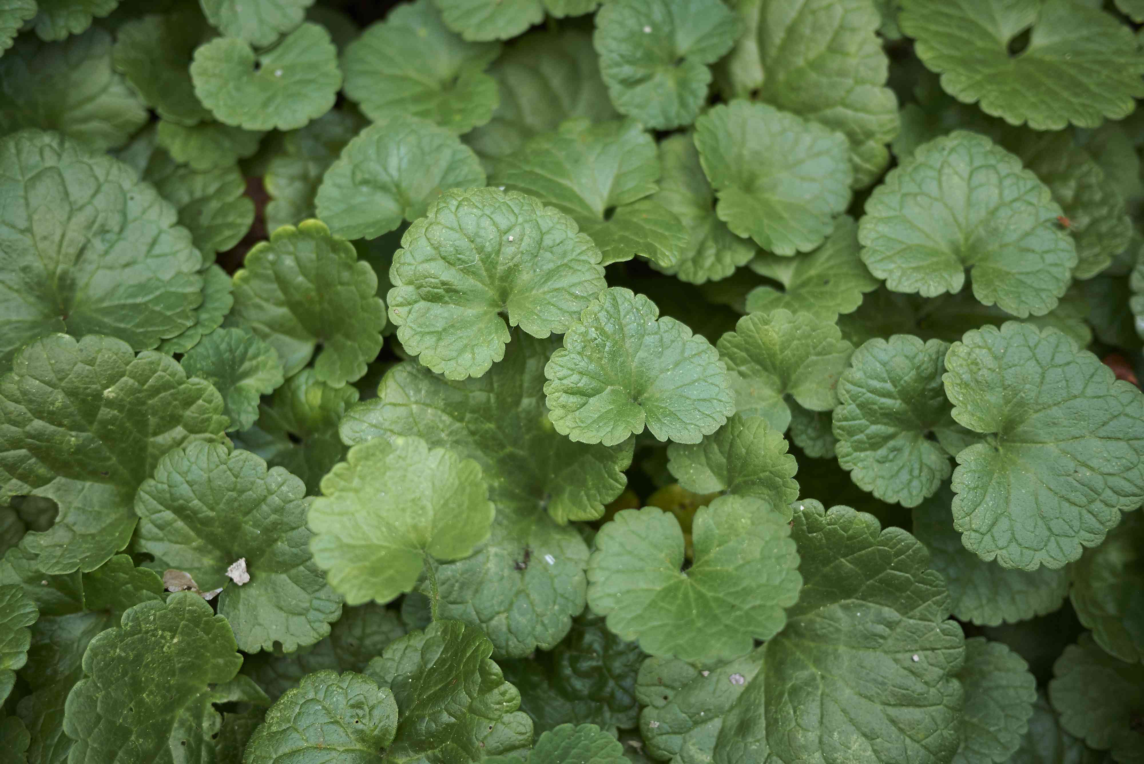 How to stop ground ivy from taking over your lawn and garden