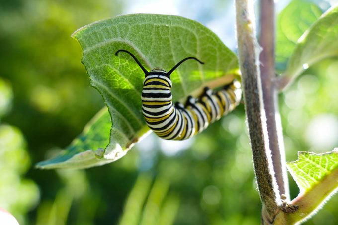 The pros and cons of growing common milkweed