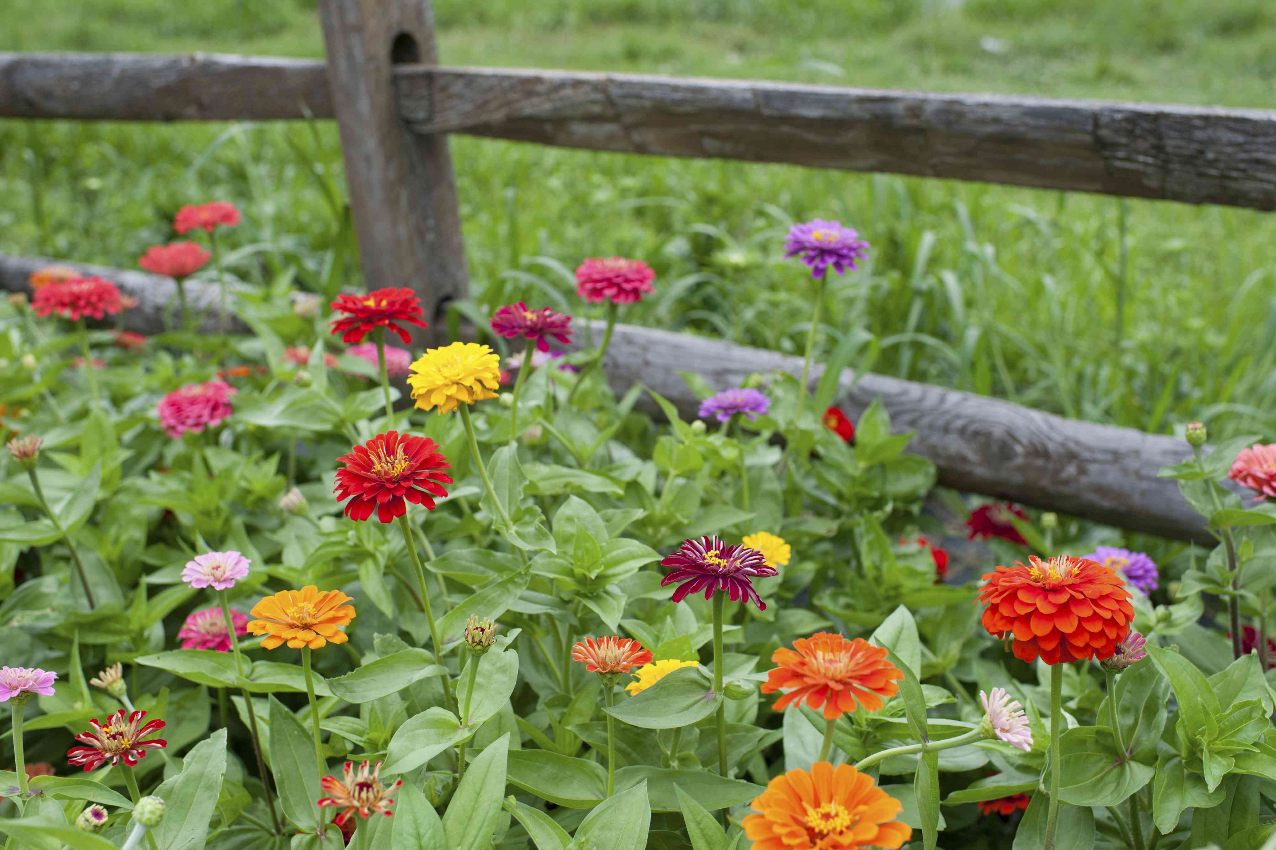 7 Plants You Should Never Grow Next To Your Zinnias