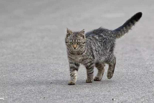 Is Your Cat a Genius? These 6 Tests Will Reveal the Truth!