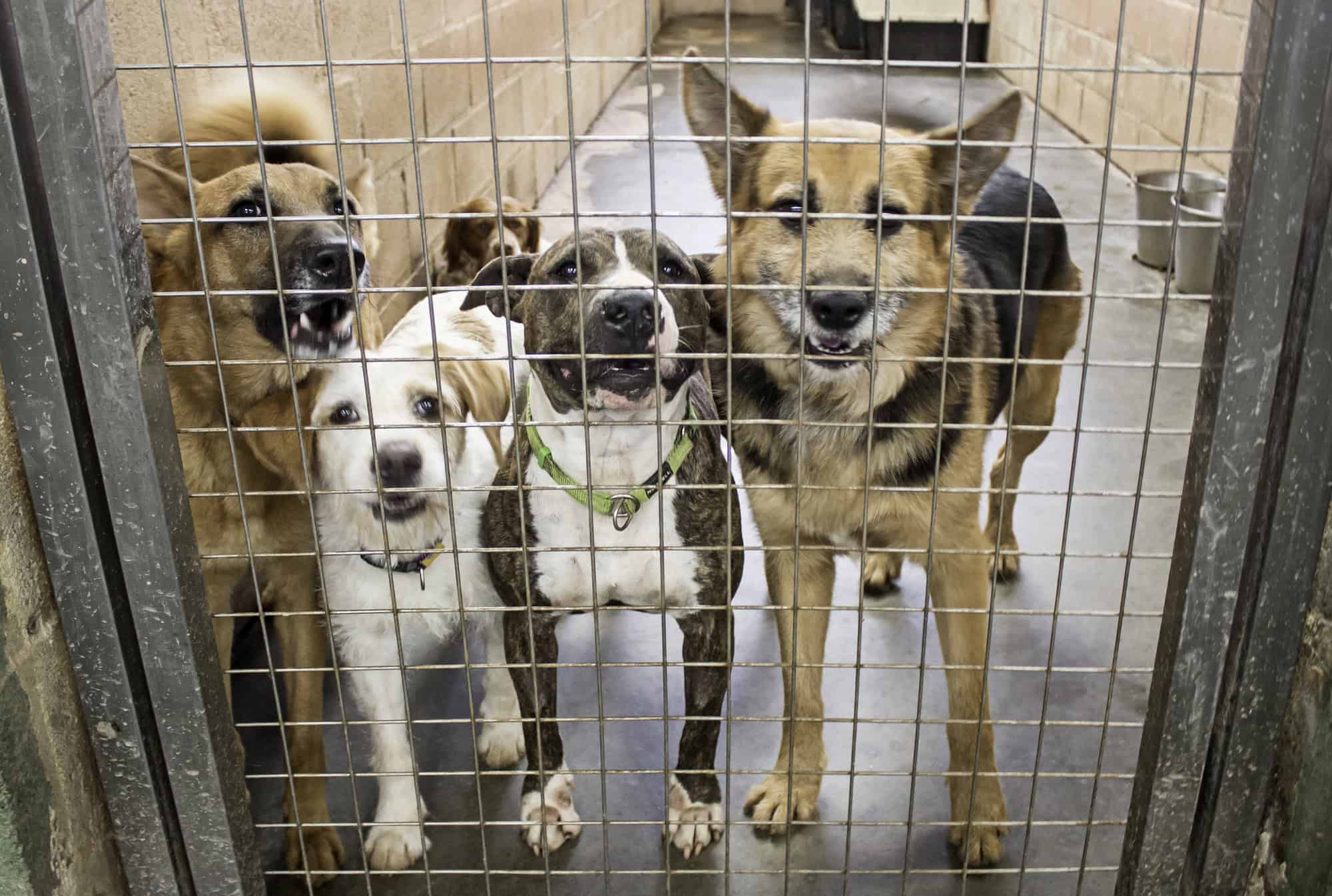 11 Things That’ll Make (or Break) Your Rescue Dog Adoption