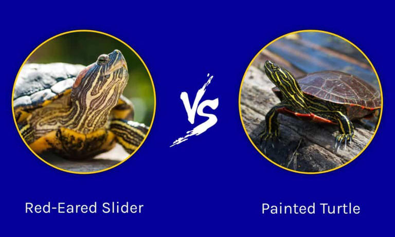 Red-Eared Slider vs. Painted Turtle: What are the Differences?