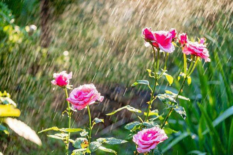 Water your roses at this time every day to avoid root rot and leaf fungus