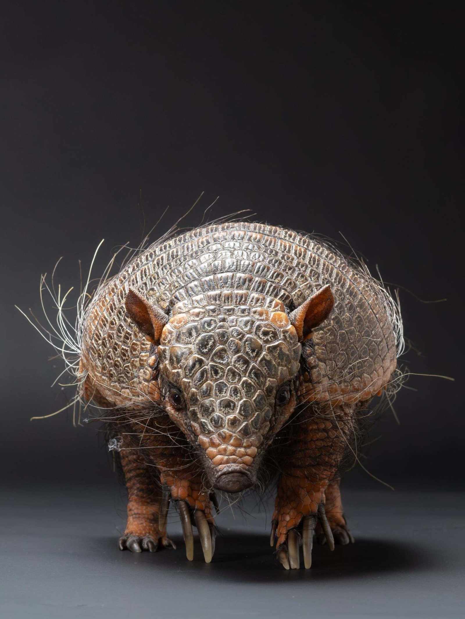 New Houston Museum of Natural Science exhibit celebrates extraordinary ...