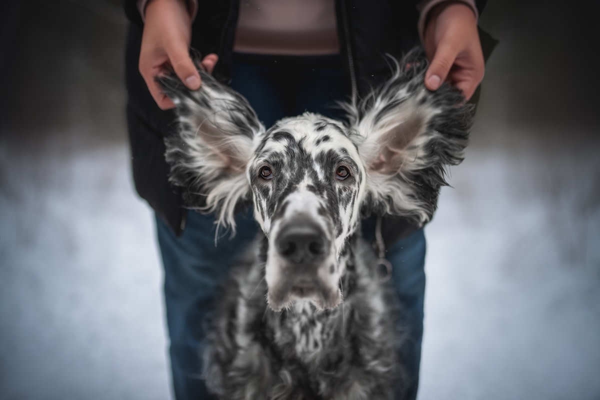 Tri-Color English Setter Looks Like 'Little Rascals' Alfalfa with ...