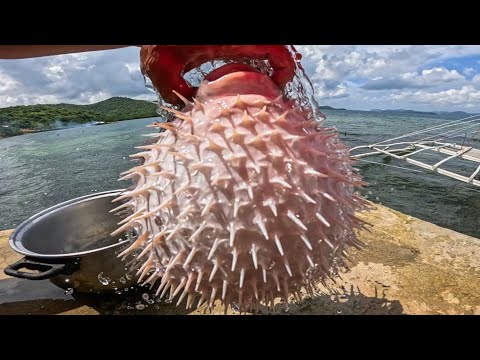 Why this sea creature is a must-try! 🌊