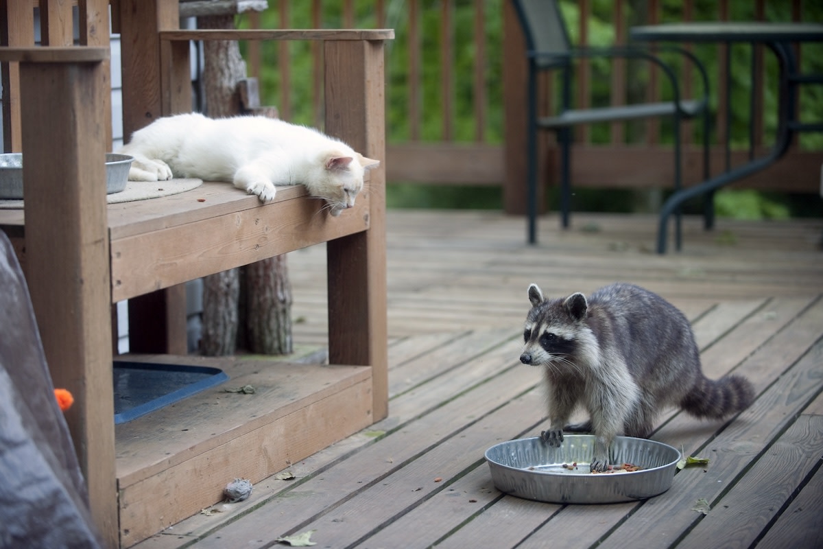 Funny Raccoon Caught Feeding Stray Cats Like a 'Single Mom on a Break'