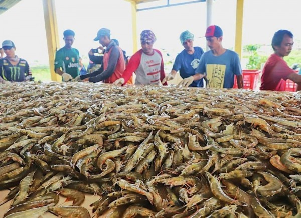 25 Ide Bisnis Peternakan Berpeluang Besar, Wajib Coba!