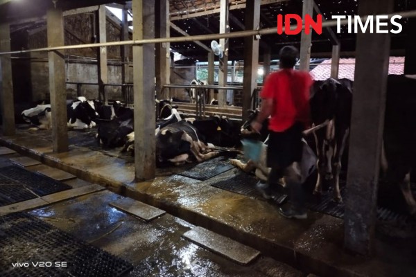 25 Ide Bisnis Peternakan Berpeluang Besar, Wajib Coba!