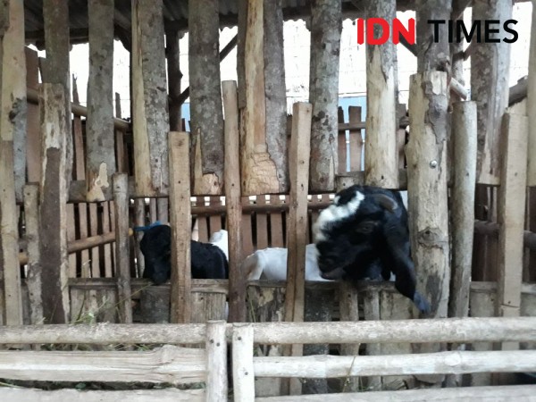 25 Ide Bisnis Peternakan Berpeluang Besar, Wajib Coba!