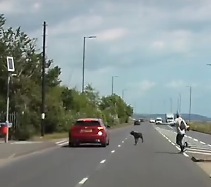 Dash cam footage captures tense moment dog narrowly escapes being