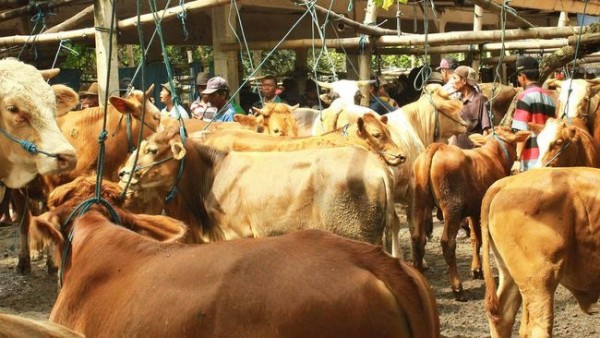 25 Ide Bisnis Peternakan Berpeluang Besar, Wajib Coba!