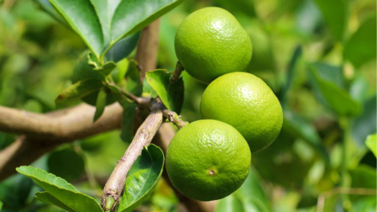 Sgt. Elbert Kinser Bridge reopens in Greene County following Helene damage