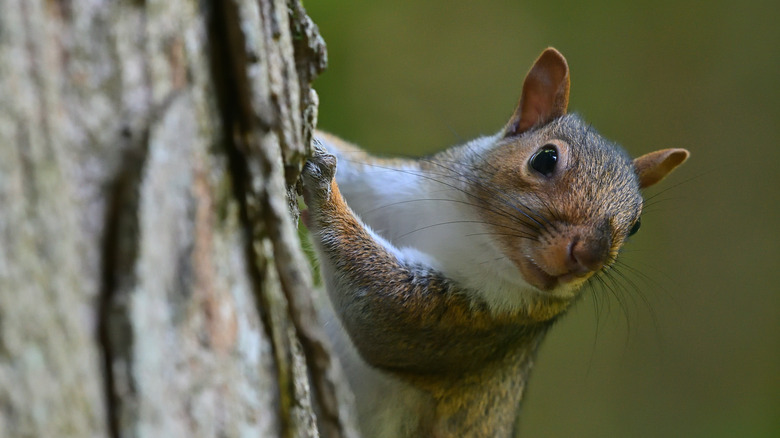 Prevent Squirrels From Being Food-Stealing Pests With A DIY Picnic ...