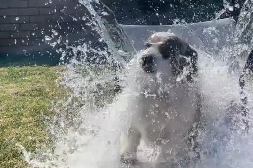 Animal Activists Slam Dog Owners Over Cruel Tiktok Trend Dumping Ice