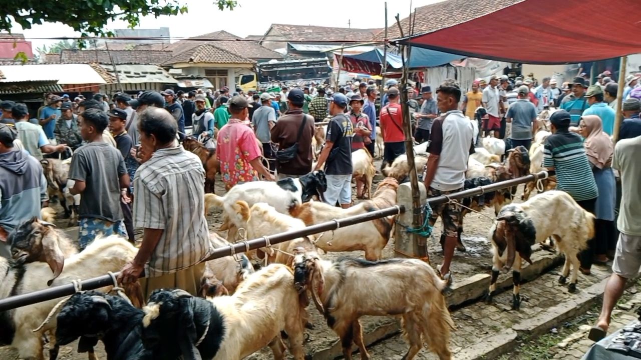 Penyedia Jasa Ojek Kambing Banyumas Siapkan Acara Unik untuk Hari Raya Idul Adha 1446 H
