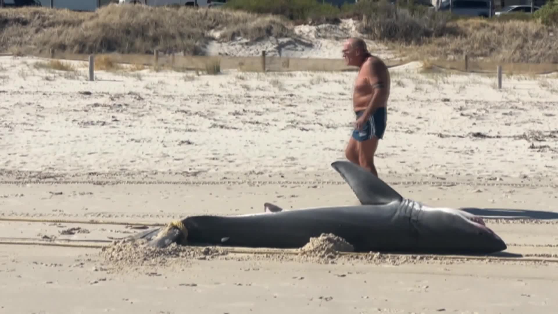 Ecological disaster unfolding on South Australia’s coastline