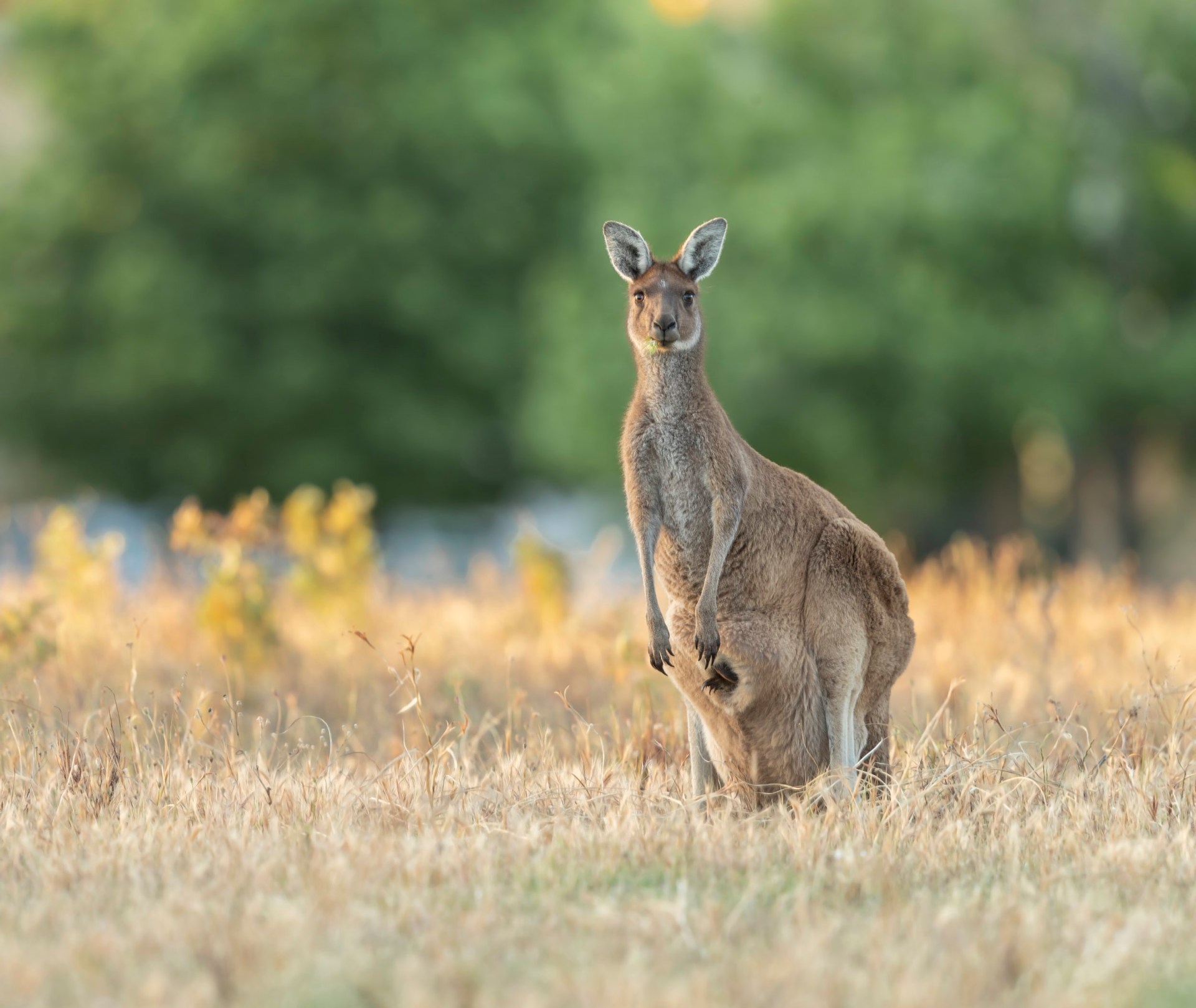 Kangaroo tries to 'drown a man in floodwater after throwing punches at him'
