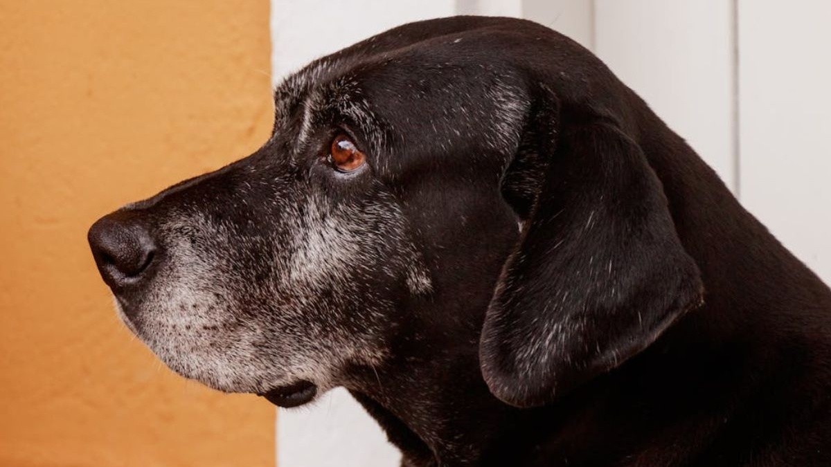 special-care-tips-for-senior-dogs-no-matter-the-breed