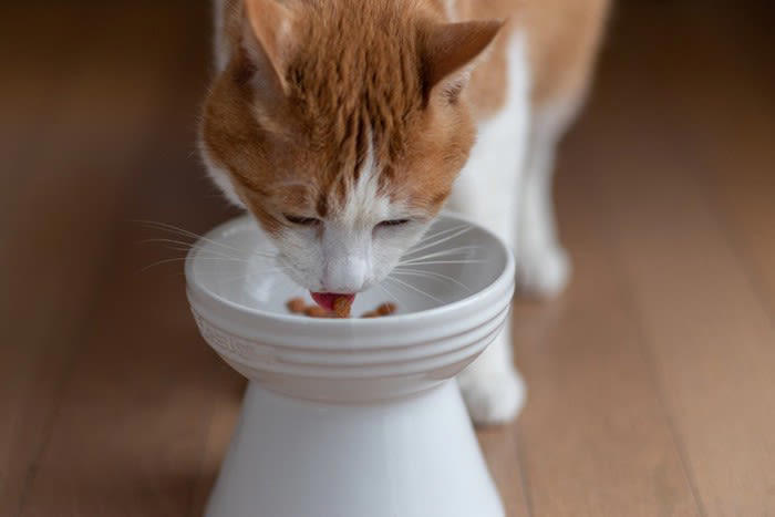 猫が使う『猫用品』のベストポジションとは？猫が快適に利用するための場所を5つのアイテムごとに解説
