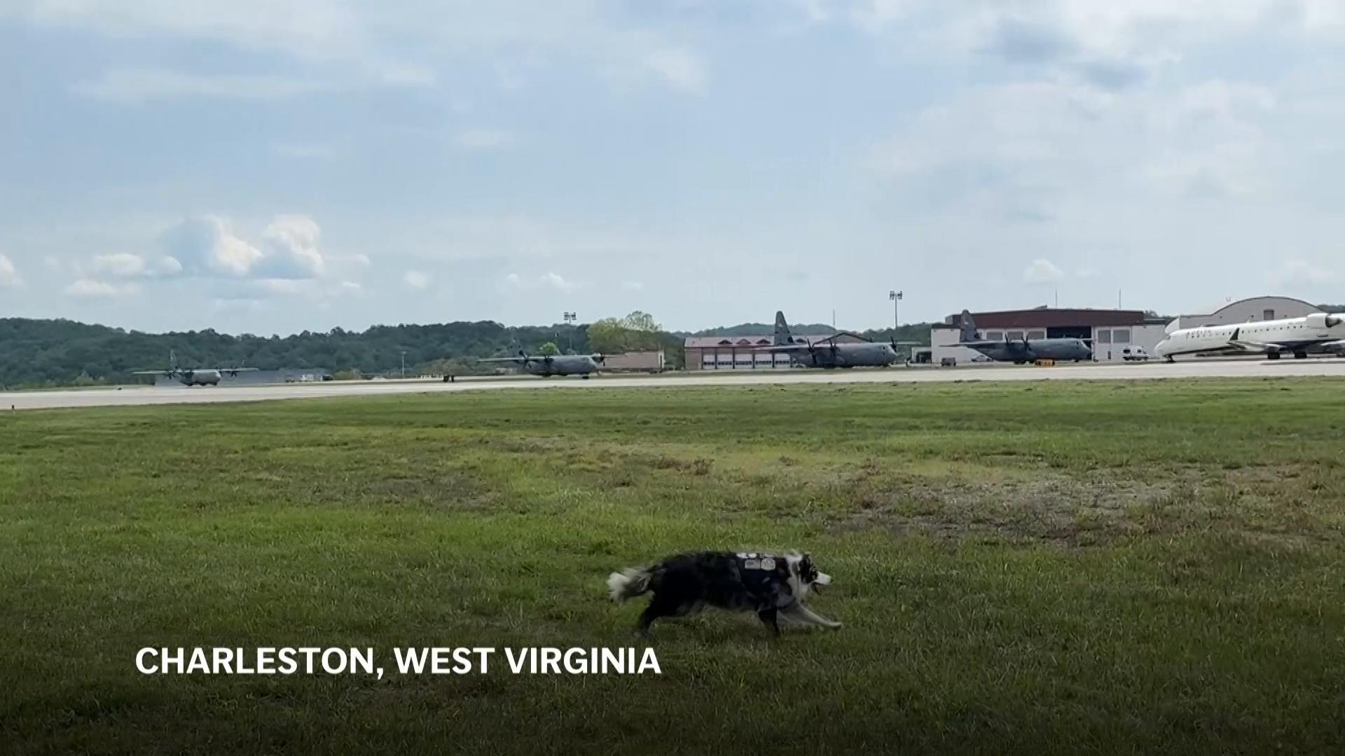 Meet Hercules and Ned, the border collies fending off wildlife at a