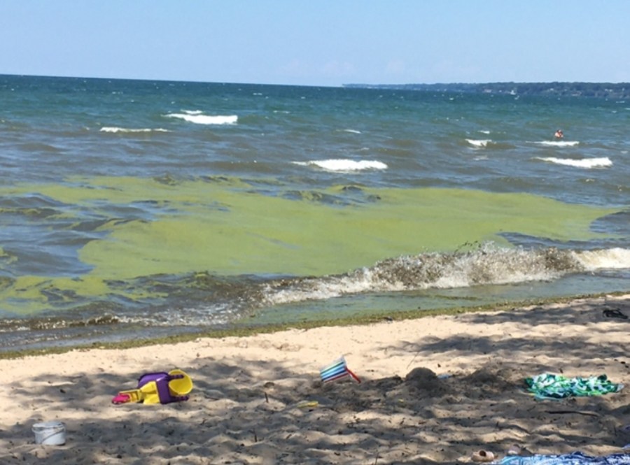 DEC warns of harmful algal blooms, advises public to report them when seen