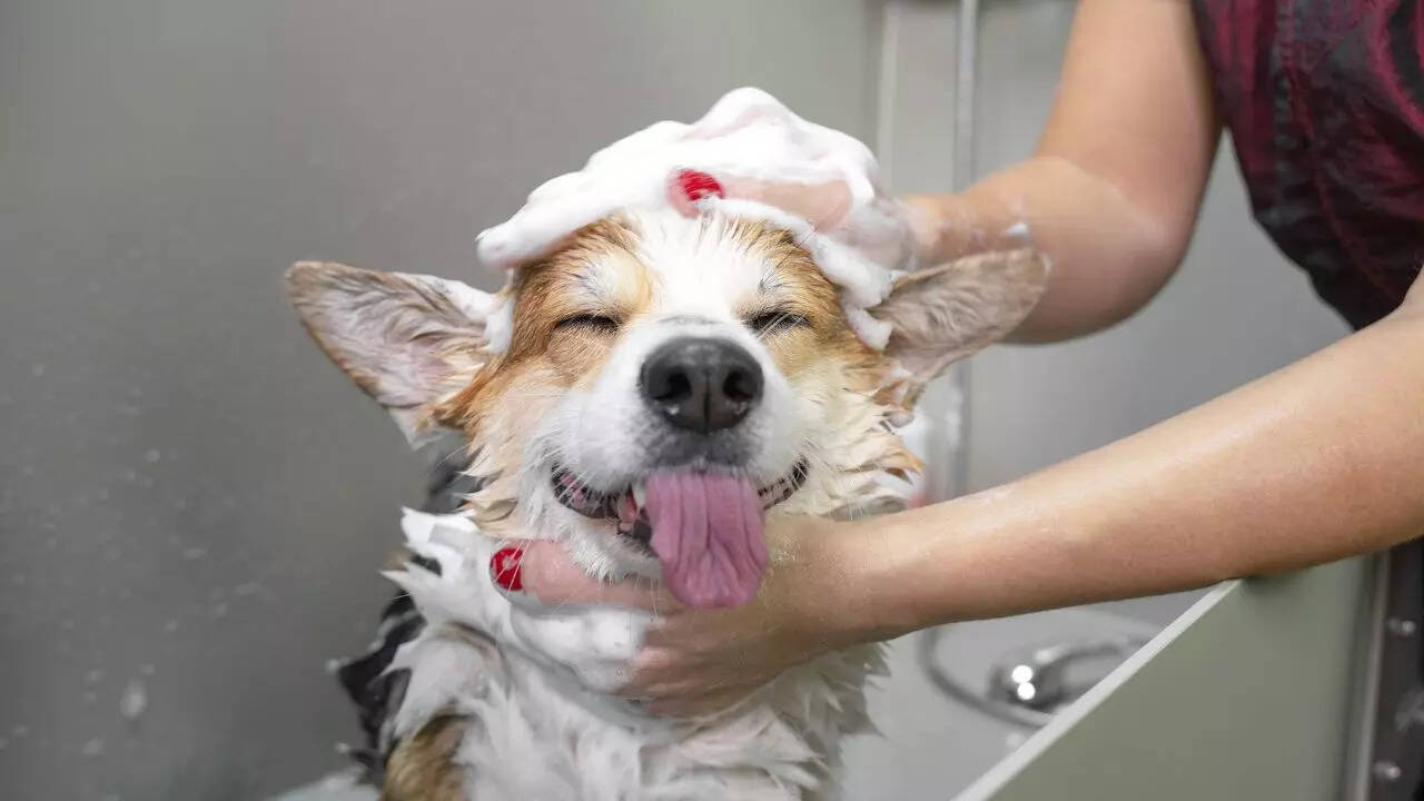 5 dog breeds that are easy to groom - How To Groom Dog Eye Area