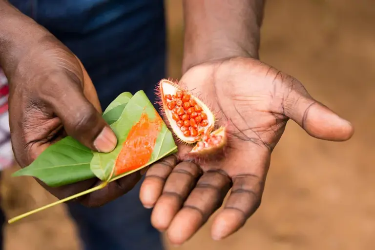 Um trabalhador agrícola numa quinta de especiarias em Zanzibar, ao largo da costa da Tanzânia, apresenta sementes de urucum acabadas de colher durante uma visita guiada. NLink/iStockphoto/Getty Images