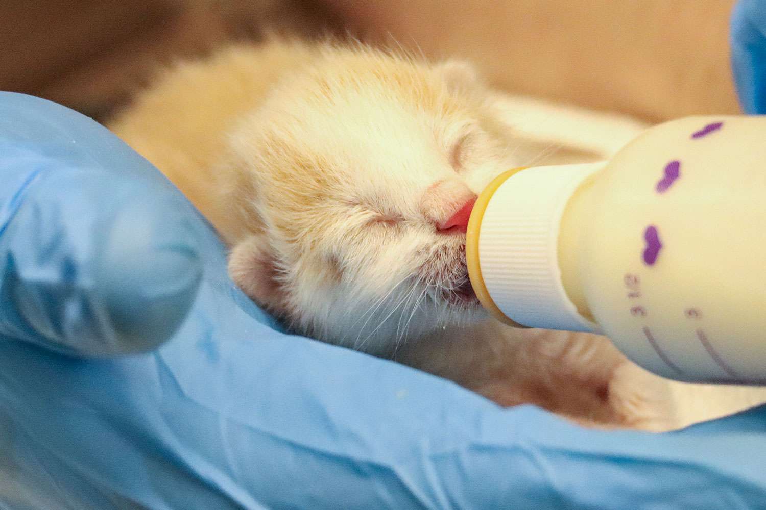 4 Kittens Found ZipTied Together Under a Shopping Cart Were Rushed to(02)