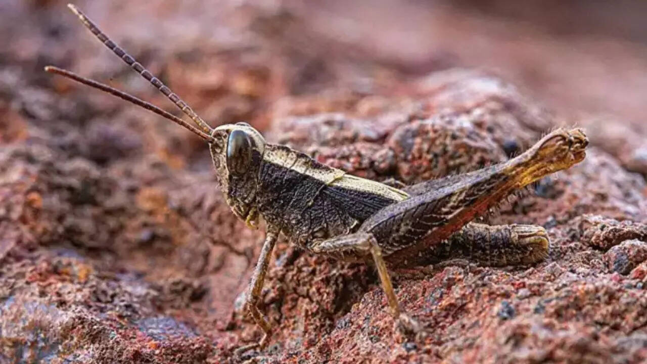 'Lost' grasshopper species rediscovered in the wild after 43 years
