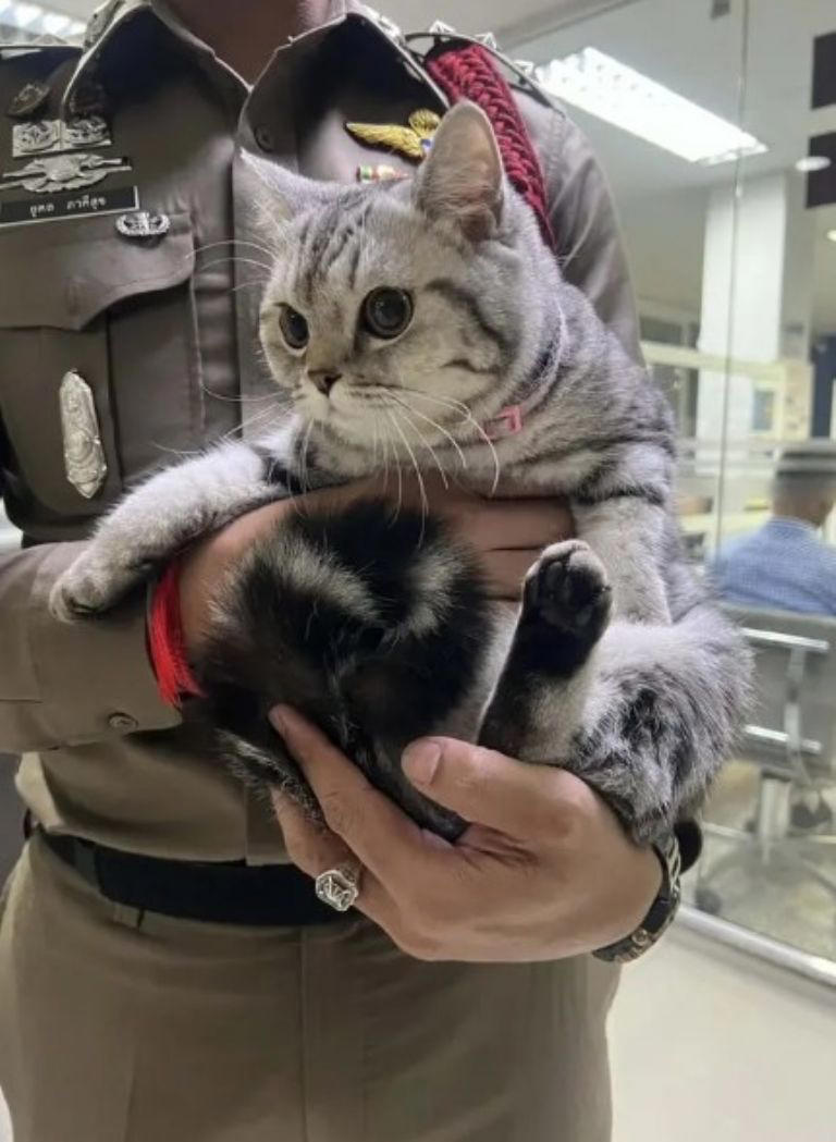 La gatita fue arrestado por las autoridades @bytesizemaya