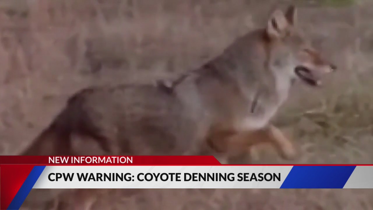 CPW LION SEASON visual data 5