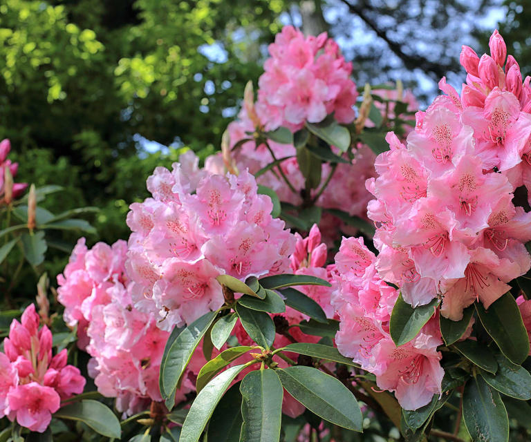 What your azalea really needs in February for profuse, bright blooms in ...