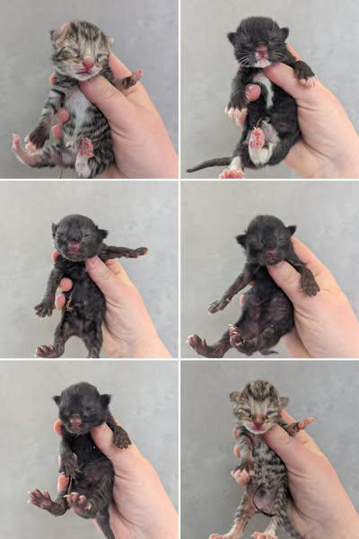 View of Fylde Coast Cats charity rescues pregnant stray cat and helps deliver ...