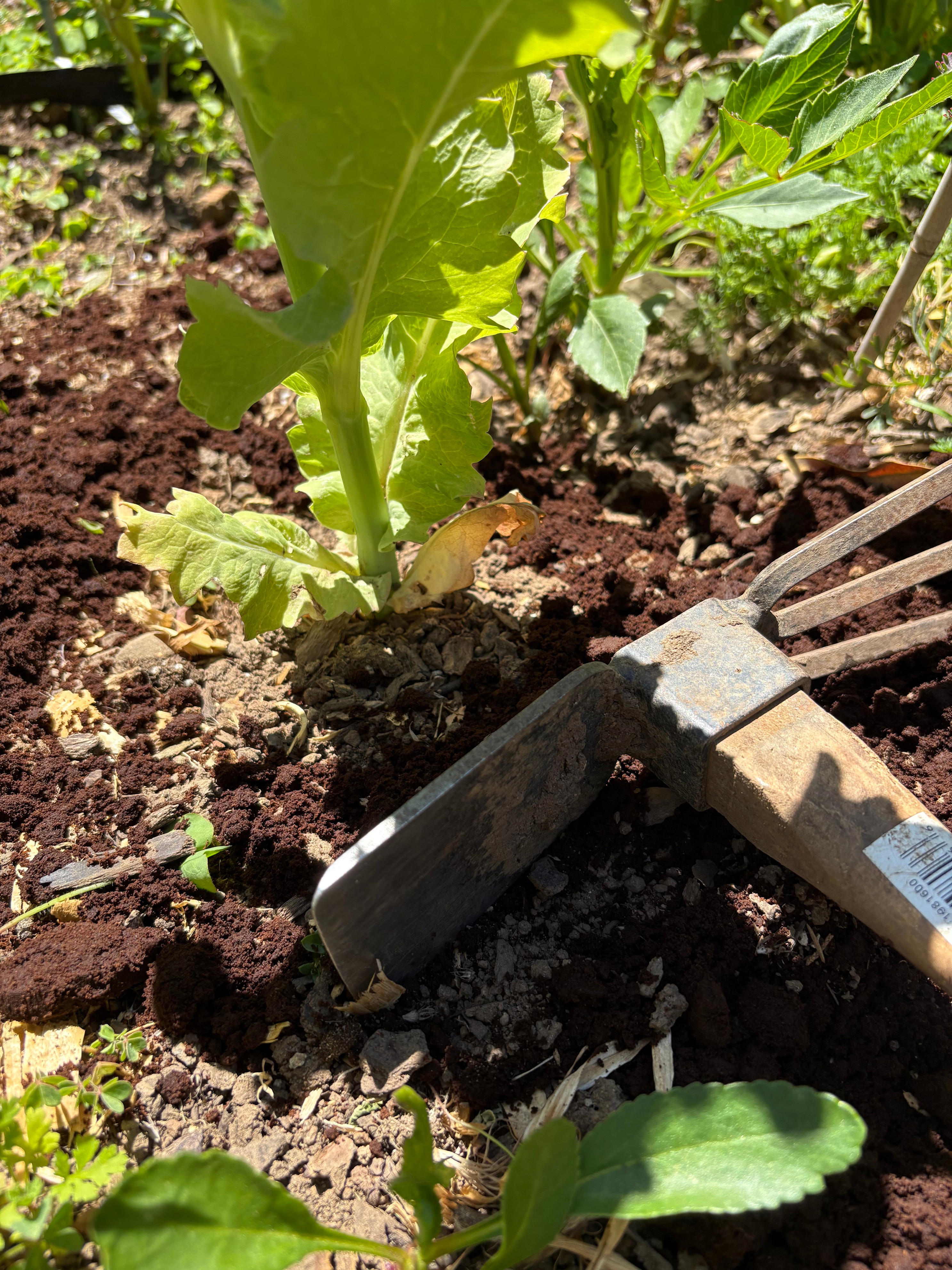 Coffee grounds can be good for plants — but be careful