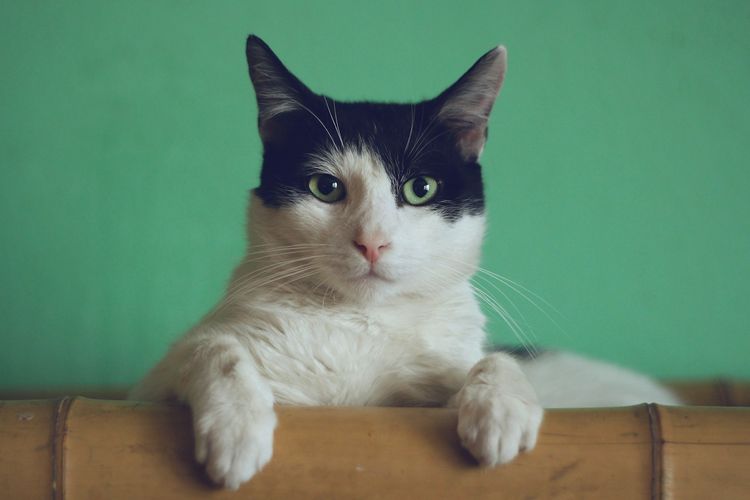 6 alasan kucing terus memandang tuannya