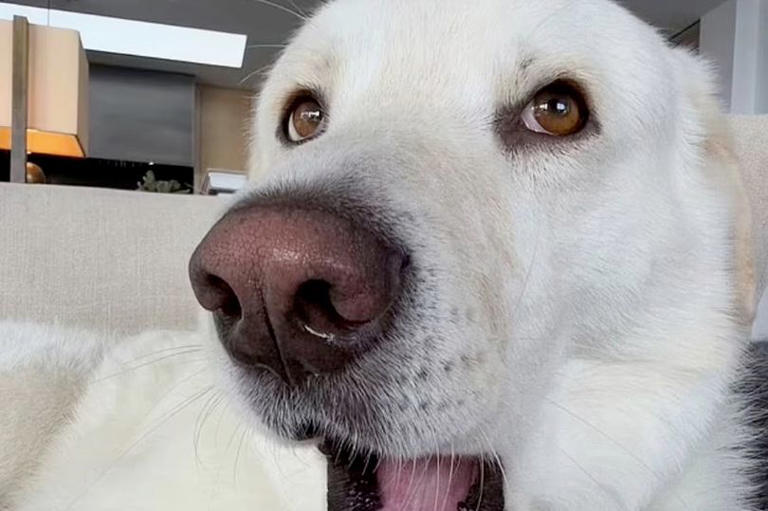 Dog photo