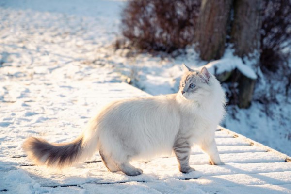 AA1FwSnf 5 Kucing Berbulu Tebal untuk Iklim Dingin, Beberaskan Deras Angin Hingga -40°C