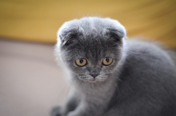 AA1FwYOT 5 Kucing Berbulu Tebal untuk Iklim Dingin, Beberaskan Deras Angin Hingga -40°C