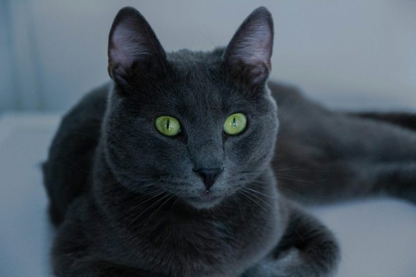 AA1Fx5Ua 5 Kucing Berbulu Tebal untuk Iklim Dingin, Beberaskan Deras Angin Hingga -40°C