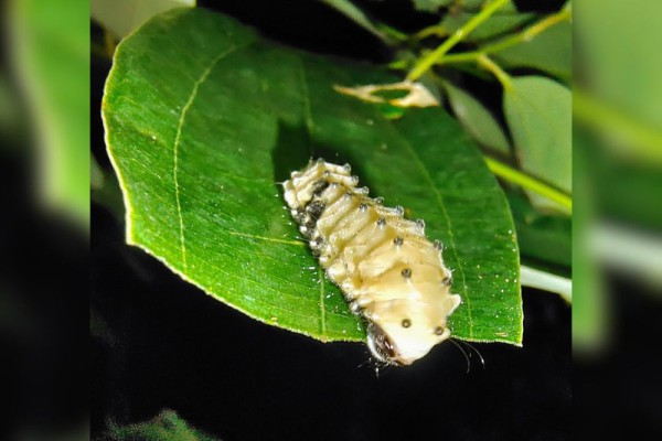 AA1FxqRD 5 Fakta Mengejutkan tentang Pompelon Marginata: Kupu-Kupu Biru yang Memukau