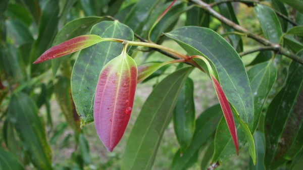AA1FxqRO 5 Fakta Mengejutkan tentang Pompelon Marginata: Kupu-Kupu Biru yang Memukau