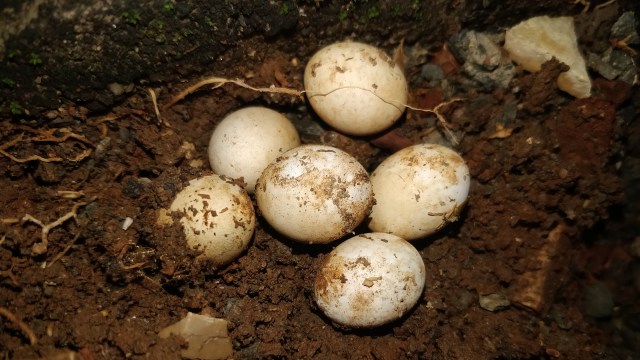 Experts Remove Nearly 100 Reptile Eggs After Record Setting Discovery