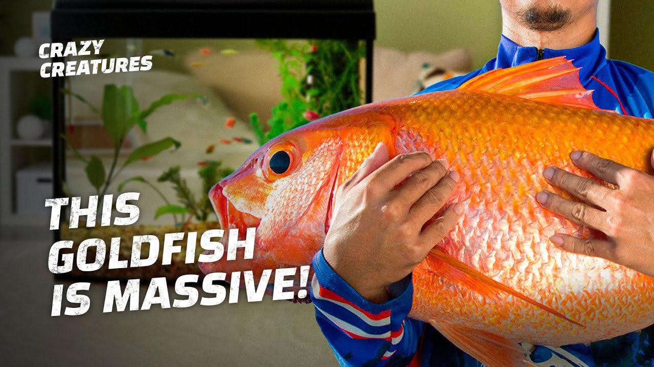 Curated visual reference: Gallery Detail: How A Tiny Goldfish Became A Giant