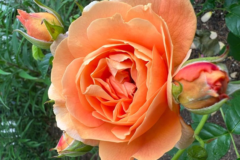 Gardeners making a mistake when watering roses during hot weather