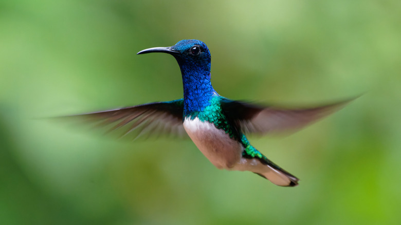 The Sweet-Smelling Flowering Shrub That's A Must-Plant For Hummingbirds ...