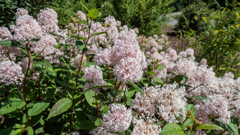 The Sweet-Smelling Flowering Shrub That's A Must-Plant For Hummingbirds ...