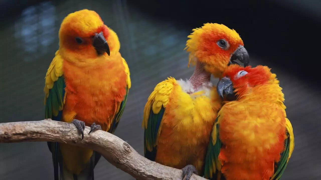 From parrots giving nicknames to bees dancing to talk: 5 lesser known ...