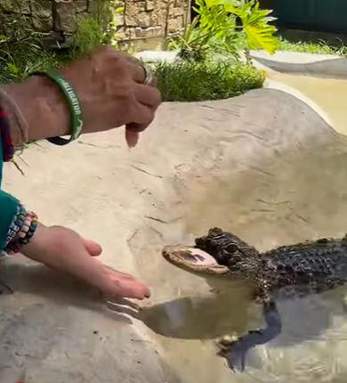 目前失去上顎的鱷魚仍在主題樂園生活，且很有活力。（圖／翻攝自Gatorland Orlando臉書）