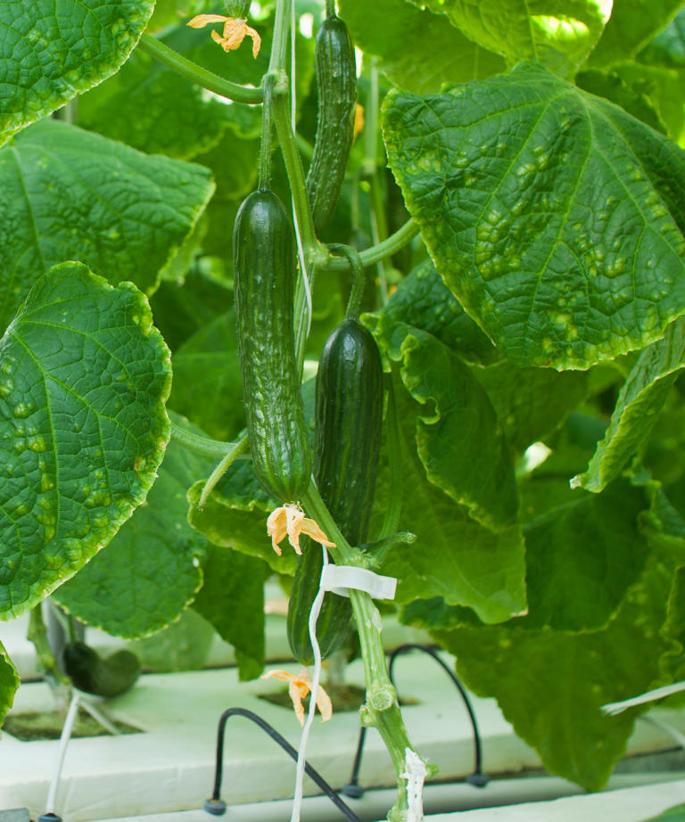 5 easiest vegetables to grow in water it's an affordable way to